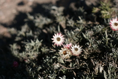 Achyranthemum affine