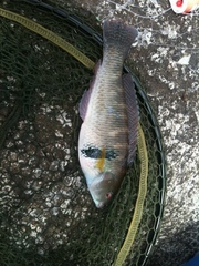 Halichoeres semicinctus