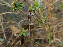 Orthetrum chrysostigma