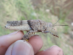 Heliastus benjamini
