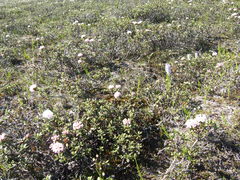 Rhododendron adamsii