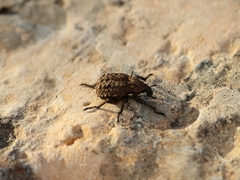 Brachycerus argillaceus