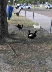 Cairina moschata domestica