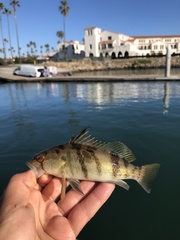 Paralabrax nebulifer