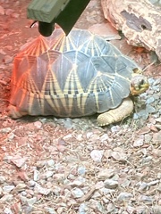 Astrochelys radiata