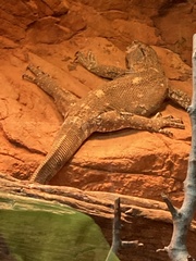 Varanus albigularis