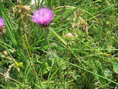 Carduus defloratus carlinifolius