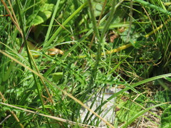 Carduus defloratus carlinifolius