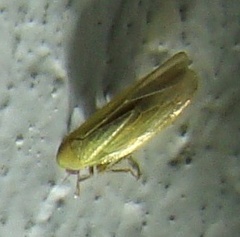 Cicadellidae