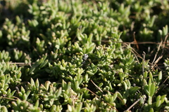 Delosperma uncinatum