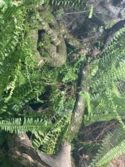 Protobothrops mangshanensis