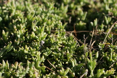 Delosperma uncinatum