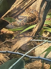 Chilabothrus subflavus