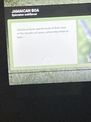 Chilabothrus subflavus