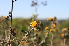 Berkheya heterophylla radiata