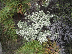 Pimelea aridula