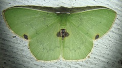 Lophorrhachia rubricorpus