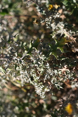 Berkheya heterophylla radiata