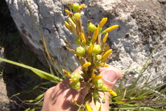 Sisyrinchium palmifolium