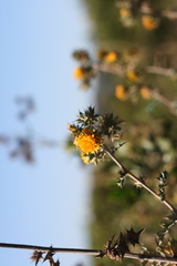 Berkheya heterophylla radiata
