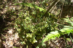 Peperomia catharinae