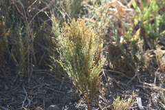 Thamnochortus glaber