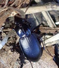 Pterostichus californicus