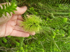 Melaleuca diosmifolia