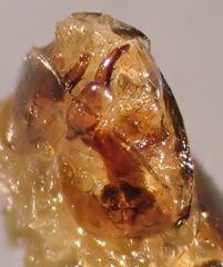 Pterostichus californicus