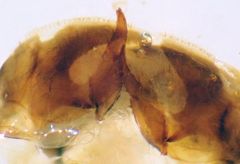 Pterostichus californicus