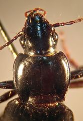 Pterostichus californicus
