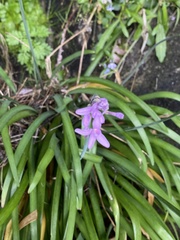 Tulbaghia maritima