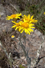 Senecio ostenii