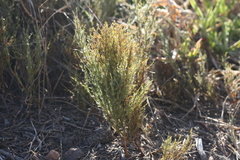 Thamnochortus glaber