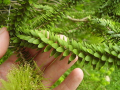 Melaleuca diosmifolia