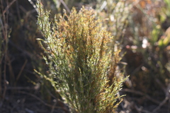 Thamnochortus glaber