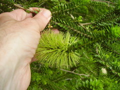 Melaleuca diosmifolia