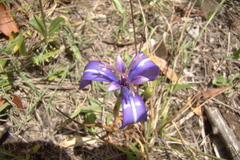Herbertia pulchella
