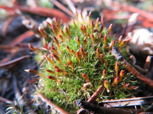 Narrow Cruet-moss