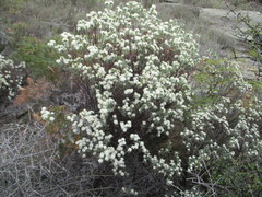 Pimelea aridula