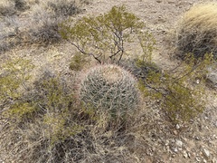 Ferocactus wislizeni