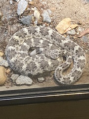 Crotalus mitchellii