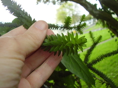 Melaleuca diosmifolia