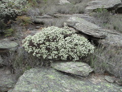 Pimelea aridula