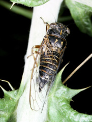 Cicadettinae