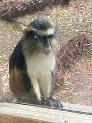Cercopithecus wolfi