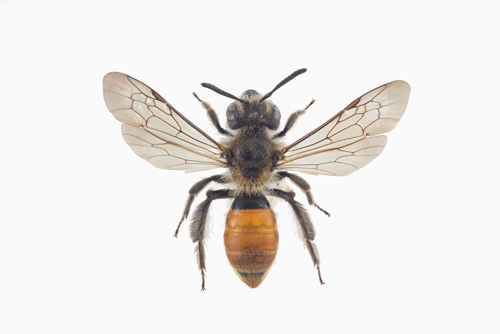 Small Scabious Mining Bee
