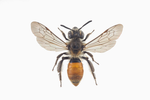 Small Scabious Mining Bee
