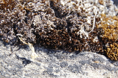 Campylopus atroluteus