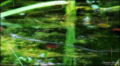 Natrix helvetica sicula